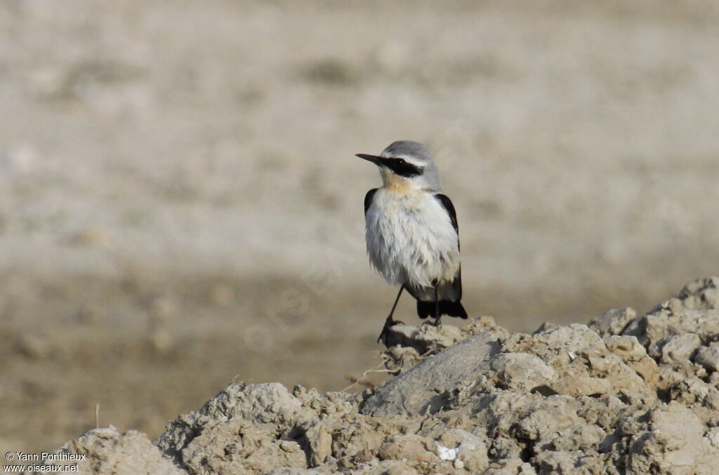 Northern Wheatear male adult breeding