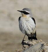 Northern Wheatear