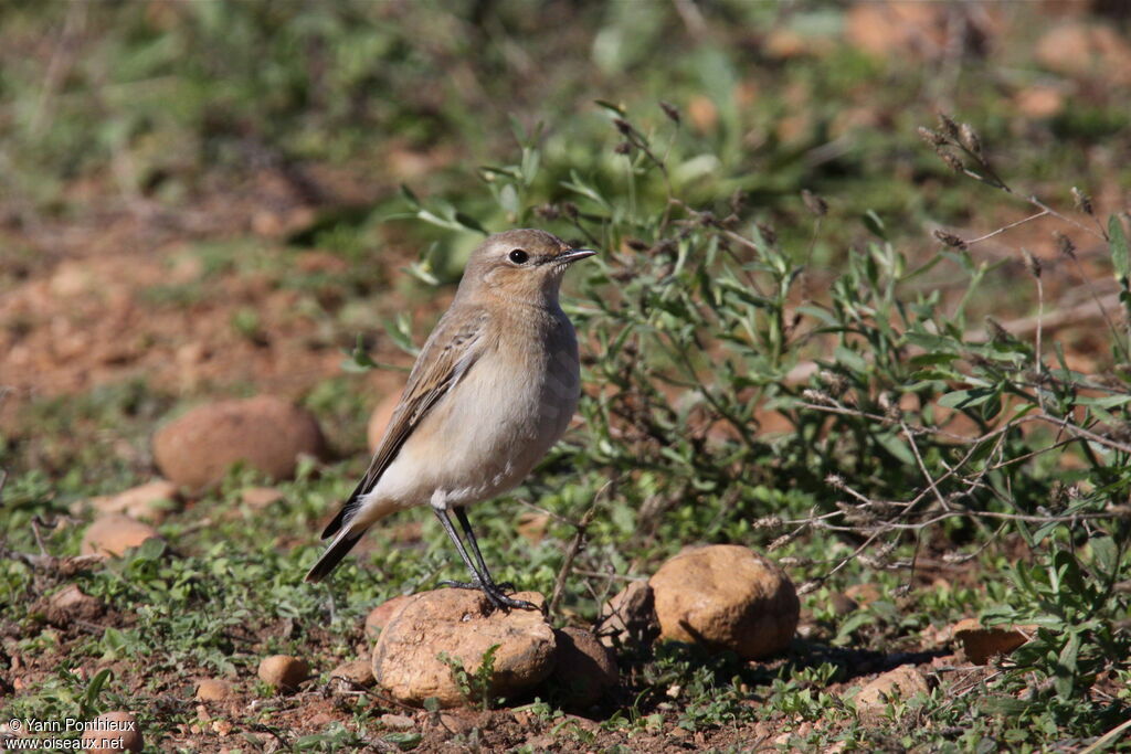 Northern WheatearFirst year