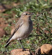 Northern Wheatear