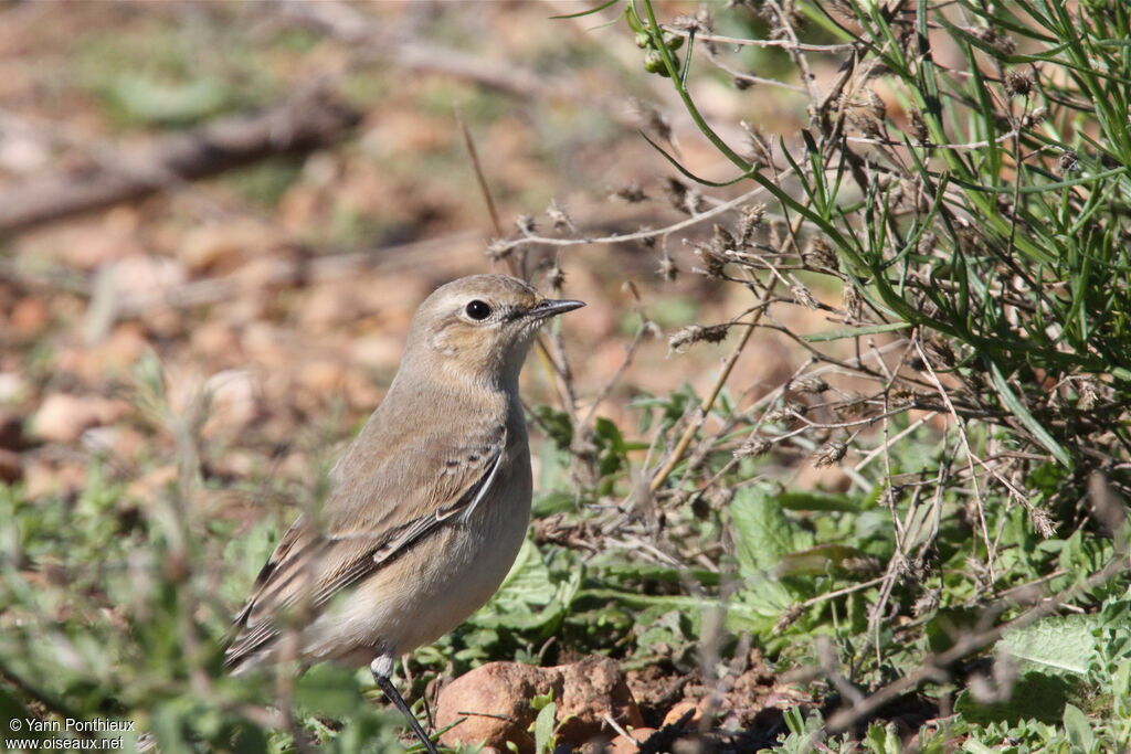 Northern WheatearFirst year