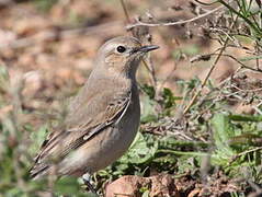 Northern Wheatear