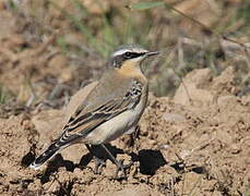 Northern Wheatear