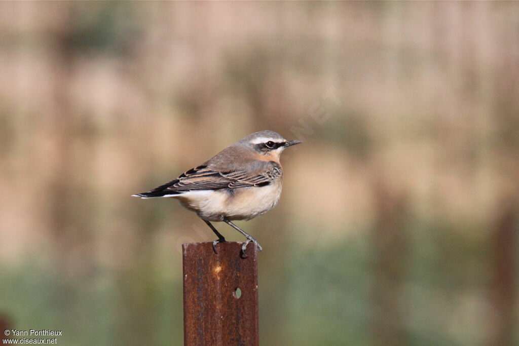 Northern Wheatear male