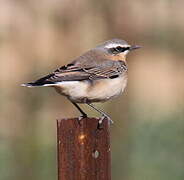 Northern Wheatear