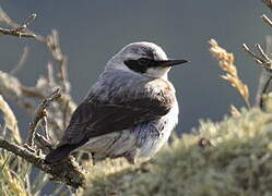 Northern Wheatear