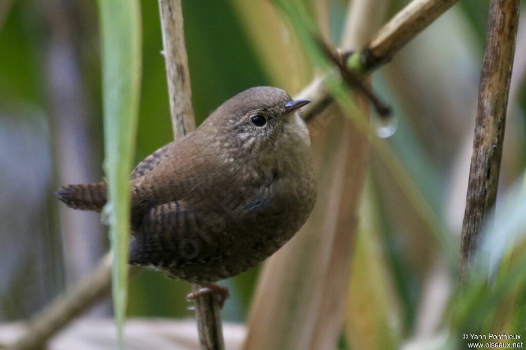 Winter Wren