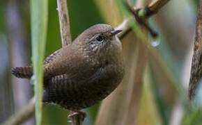 Winter Wren