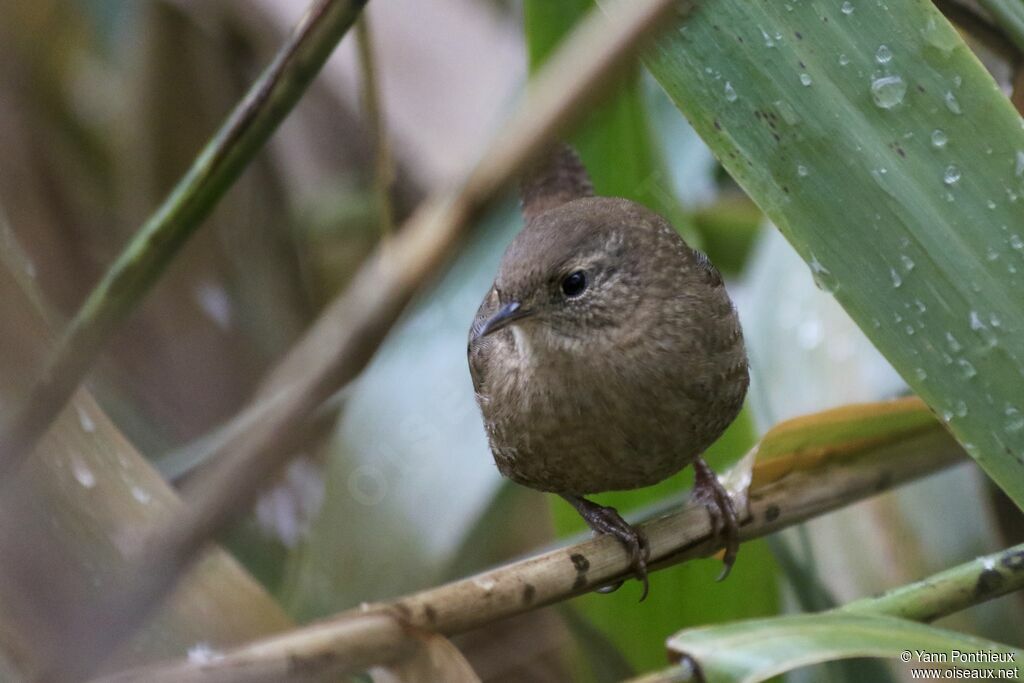 Winter Wren