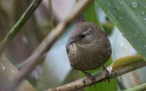 Winter Wren