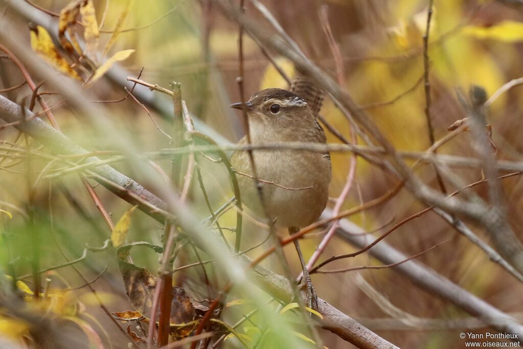 Marsh Wren