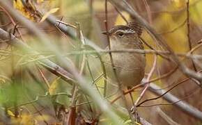 Marsh Wren