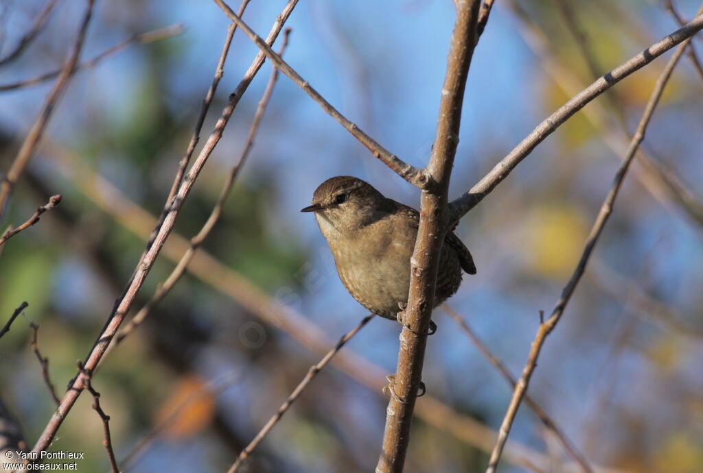 Eurasian Wren