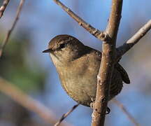 Eurasian Wren