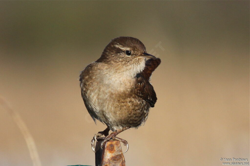 Eurasian Wren