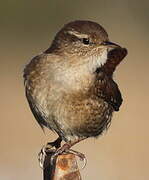 Eurasian Wren