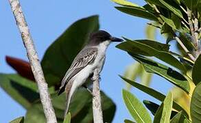 Loggerhead Kingbird