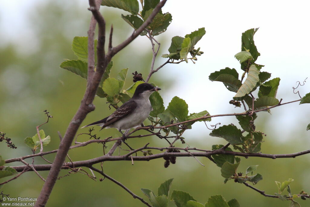 Eastern Kingbirdadult breeding