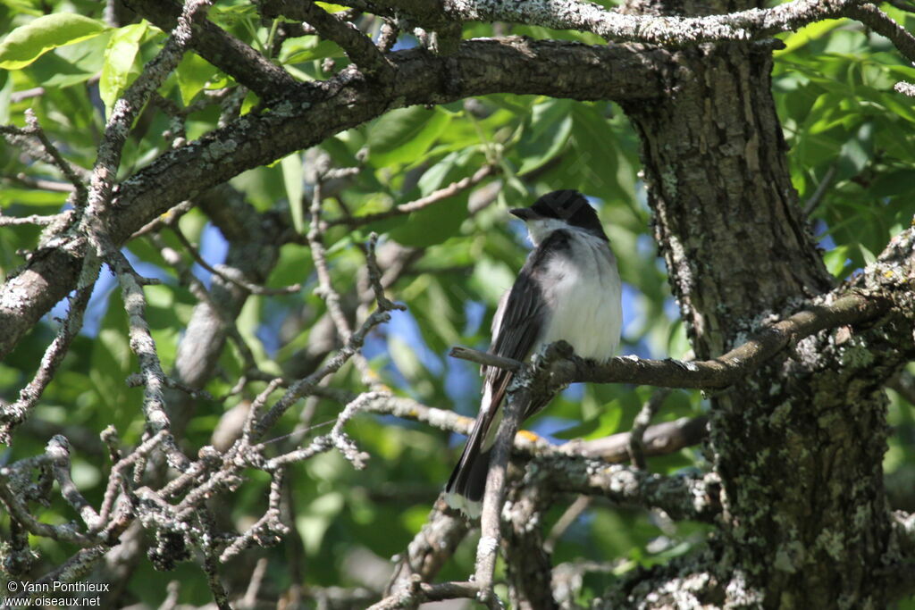 Eastern Kingbirdadult breeding