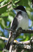 Eastern Kingbird