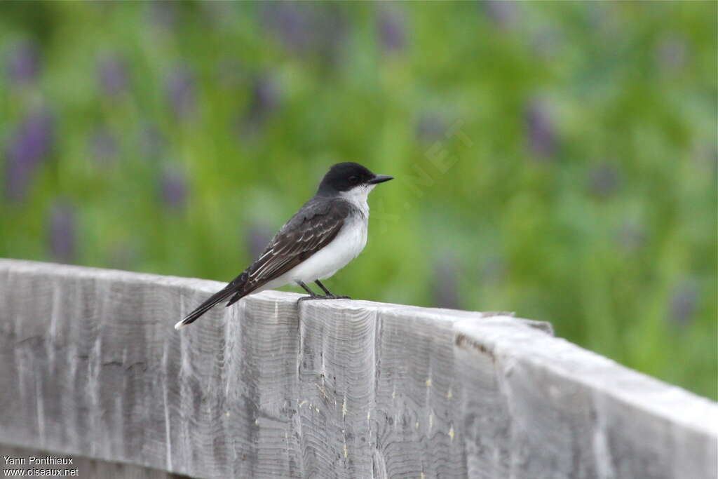 Eastern Kingbirdadult breeding, identification