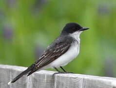 Eastern Kingbird