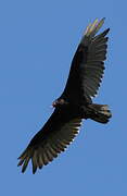 Turkey Vulture