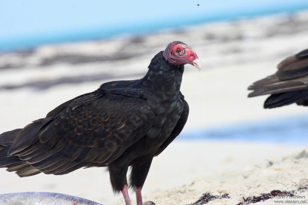 Urubu à tête rouge