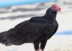 Turkey Vulture