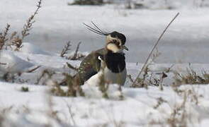 Northern Lapwing