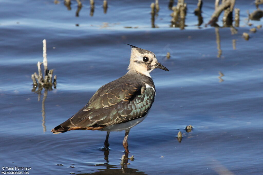 Vanneau huppéimmature, identification