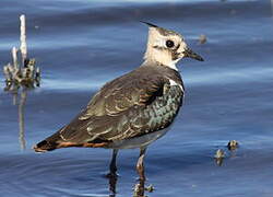 Northern Lapwing