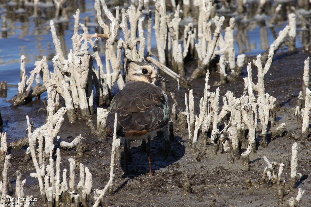 Northern Lapwing