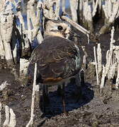 Northern Lapwing