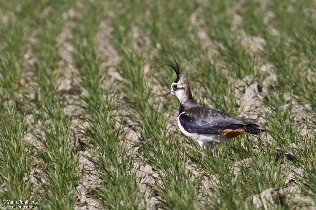 Northern Lapwing