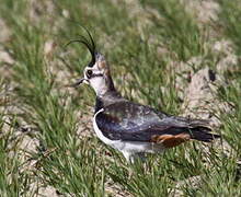 Northern Lapwing