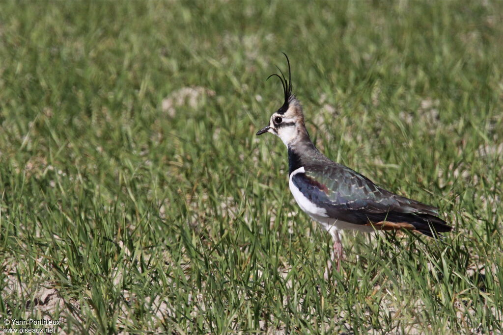 Northern Lapwing