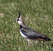 Northern Lapwing