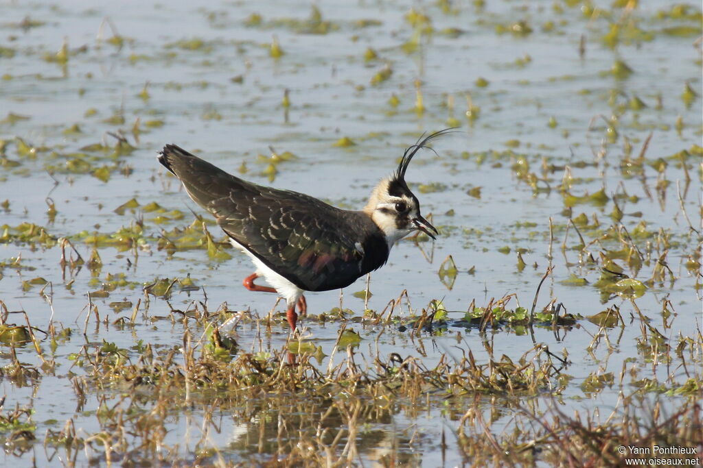 Northern Lapwing