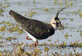 Northern Lapwing