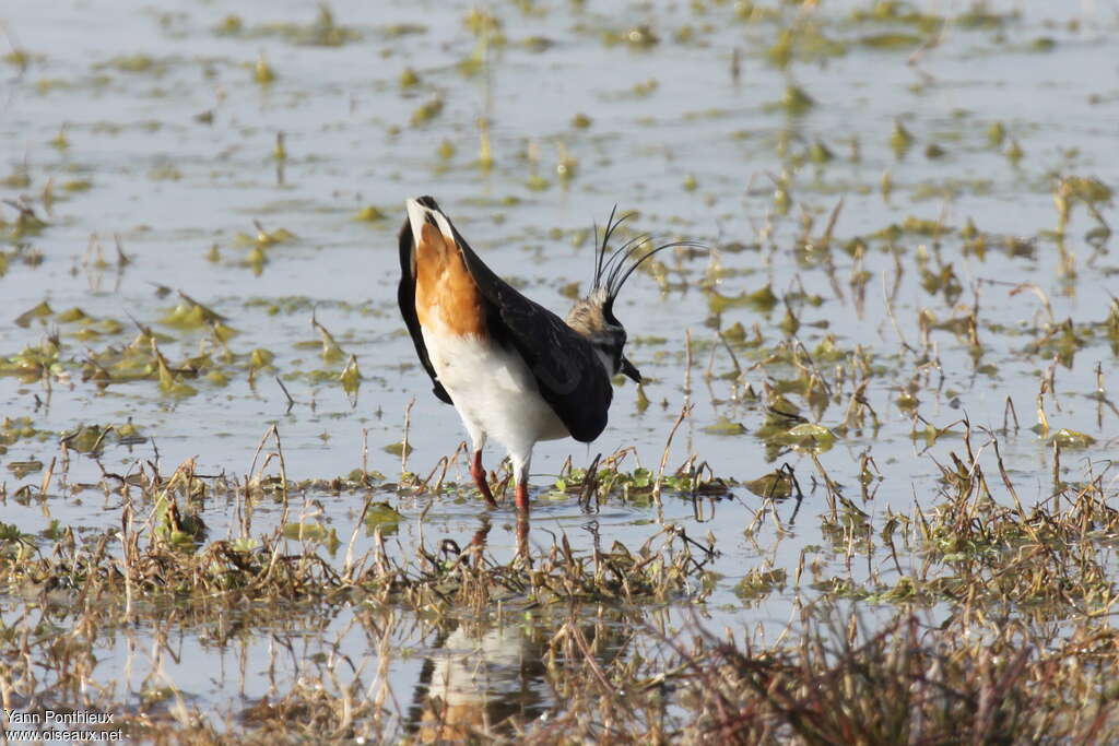 Northern Lapwingadult, pigmentation, Behaviour