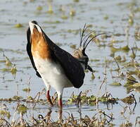 Northern Lapwing