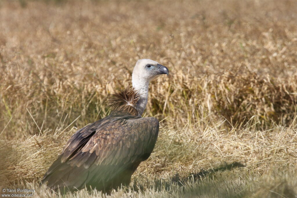 Vautour fauveimmature, identification