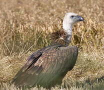 Griffon Vulture