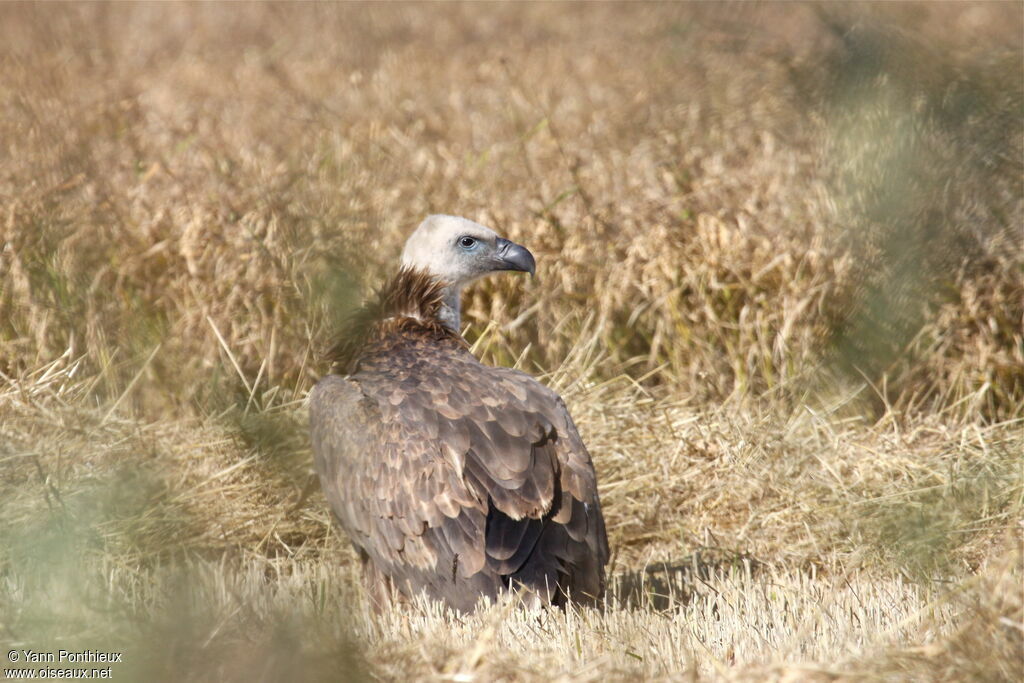 Vautour fauveimmature