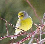 Citril Finch