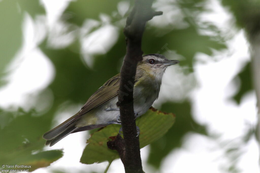 Red-eyed Vireo