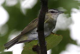 Red-eyed Vireo