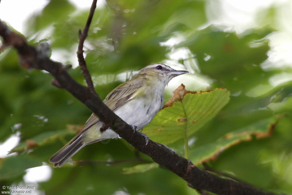 Red-eyed Vireo