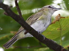 Red-eyed Vireo